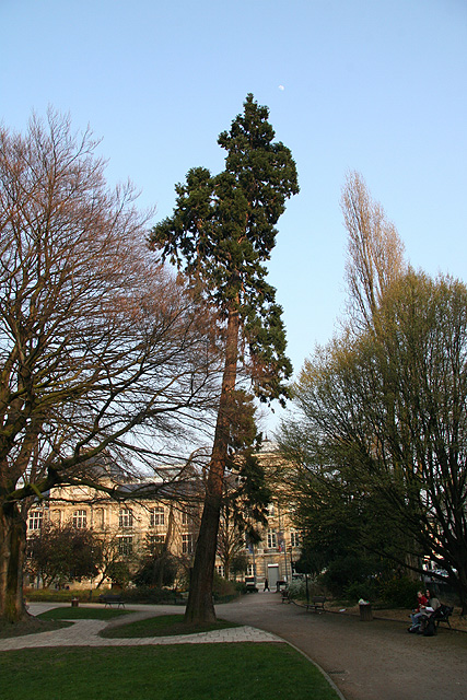 Séquoia géant à Rouen