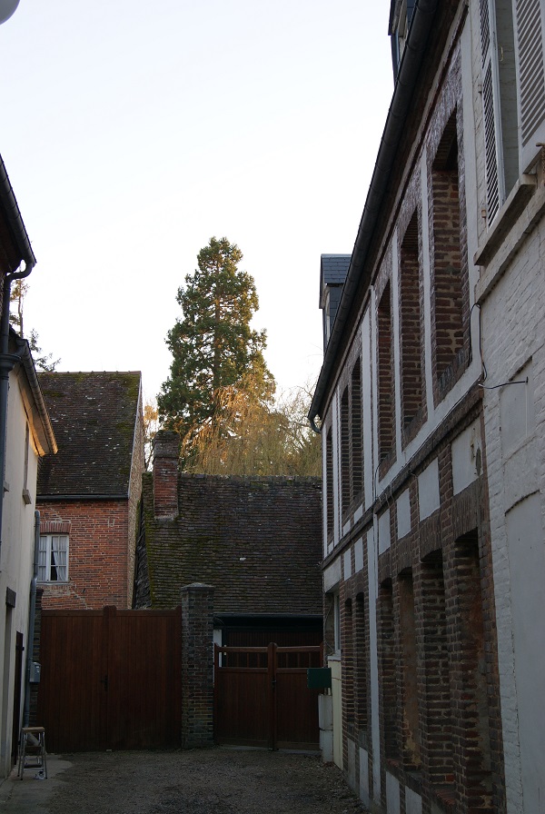 Séquoia géant à Rugles