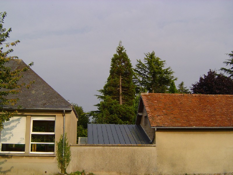 Séquoia géant à Soumont St Quentin