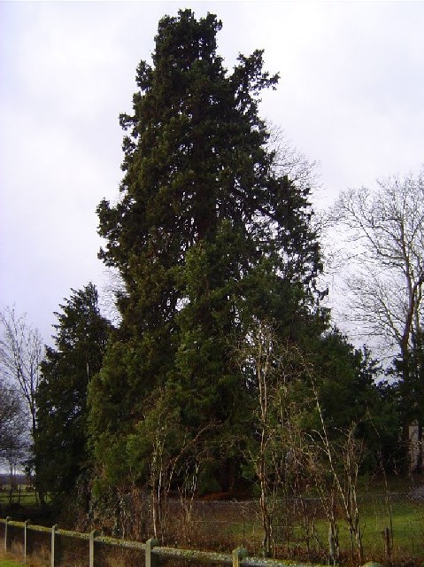 Séquoia géant  route des Jonquerets