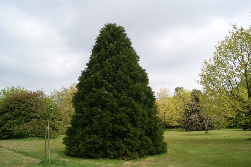 Séquoia géant arboretum du Val de l'Air