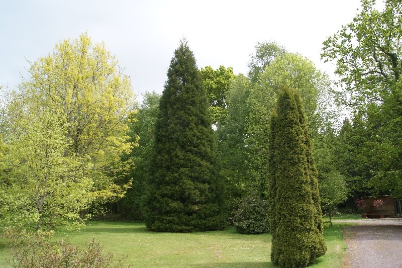 Séquoia géant à St Gatien des Bois