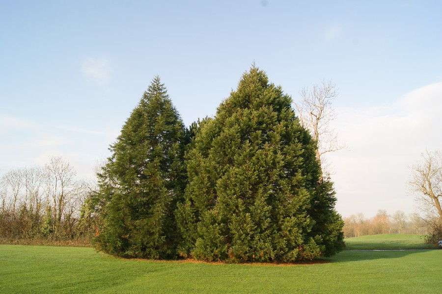 Séquoias géants à St Gatien des Bois