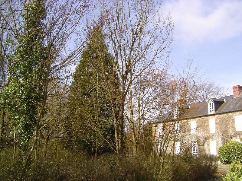 Séquoia géant à St Germain du Crioult