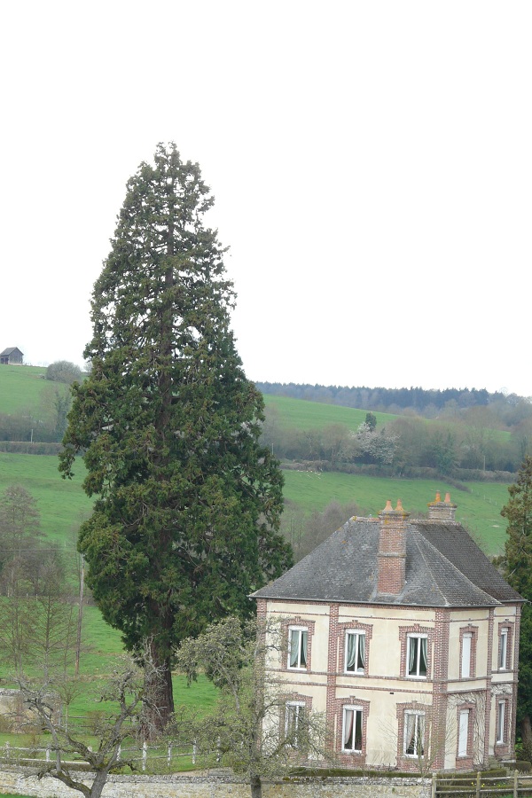 Séquoia géant à St Jean de Livet