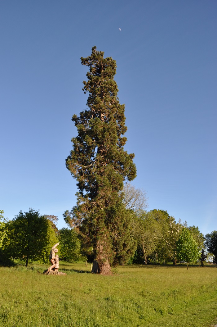 Séquoia géant 