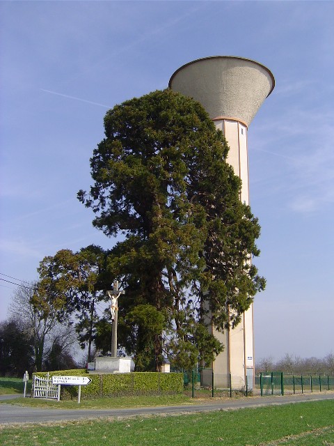 Séquoia géant et château d'eau