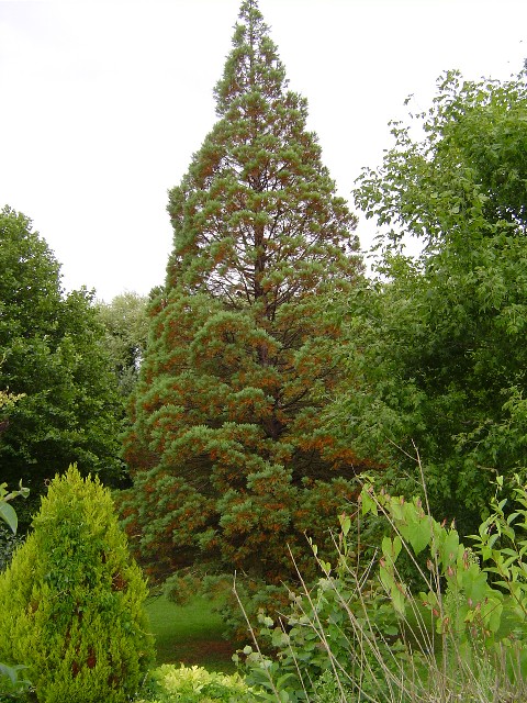 Séquoia géant à St Philbert sur Risle