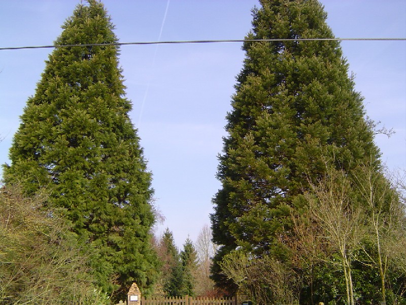 Deux séquoias géants 