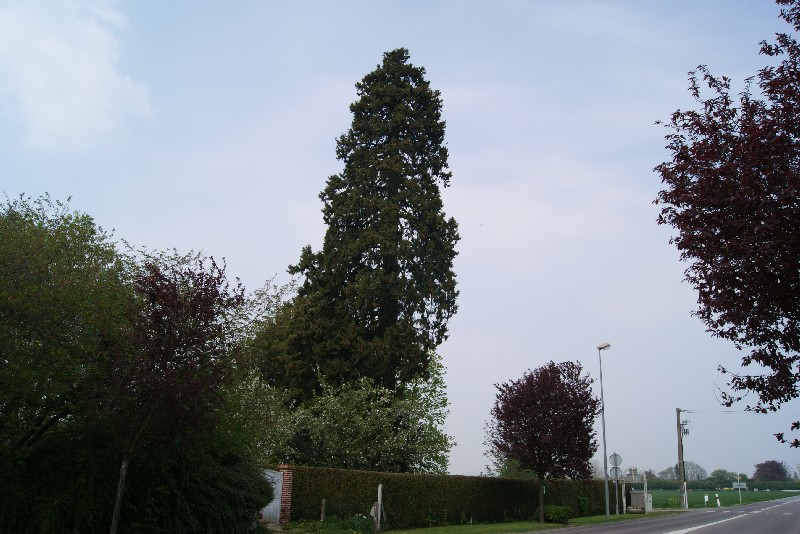 Séquoia géant à St Pierre des Fleurs