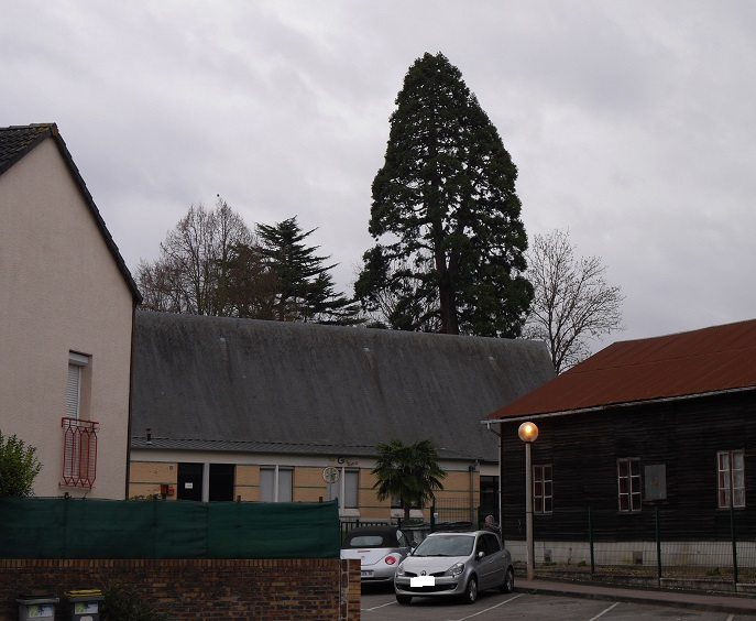 Séquoia géant à St Pierre les Elbeufs