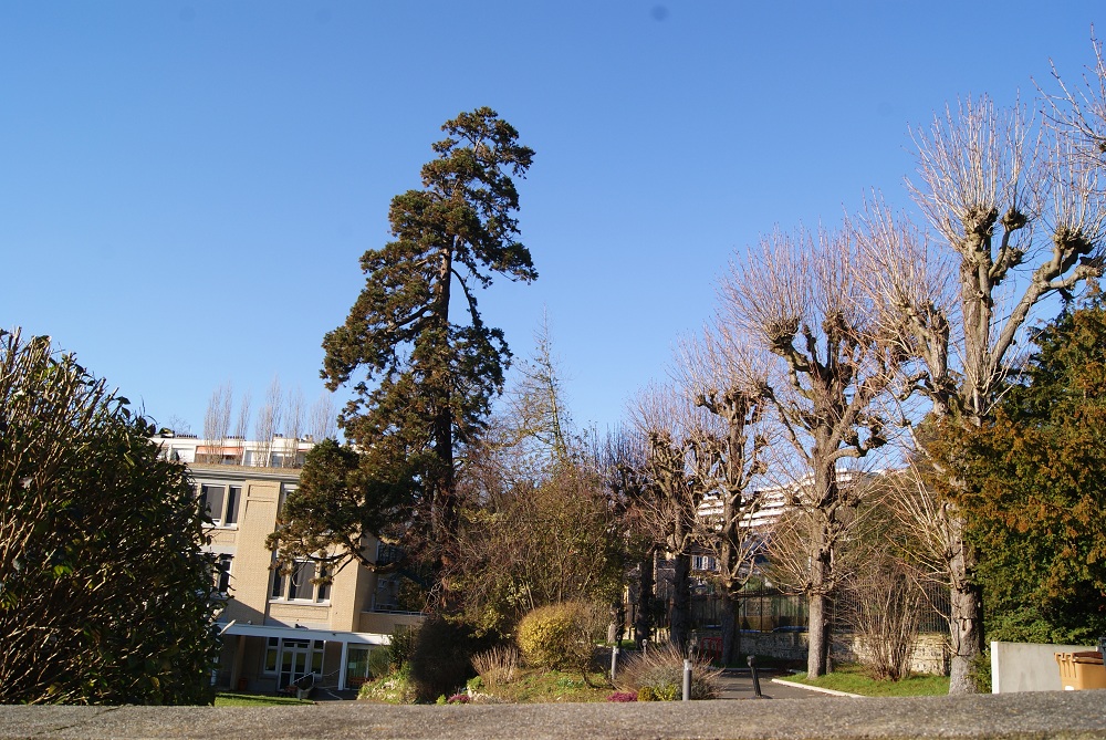 Séquoia géant à Ste Adresse