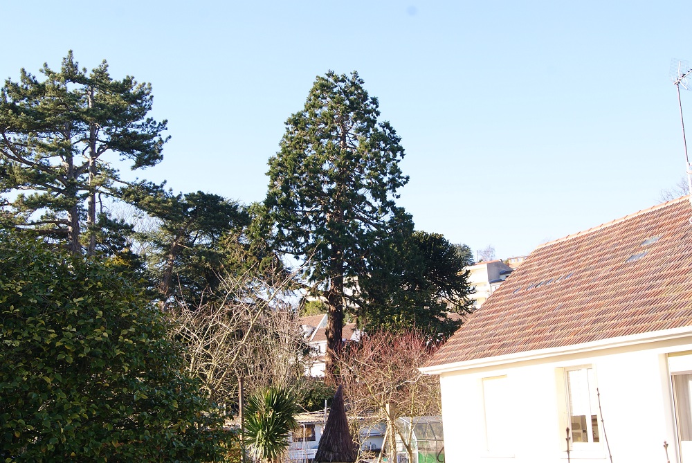 Séquoia géant à Ste Adresse
