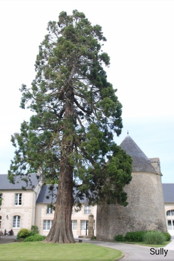 Séquoia géant