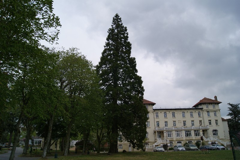 Séquoia géant à l'Ecole des Roches