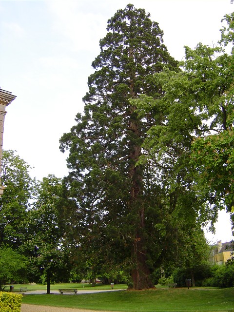 Séquoia géant parc de la Mairie