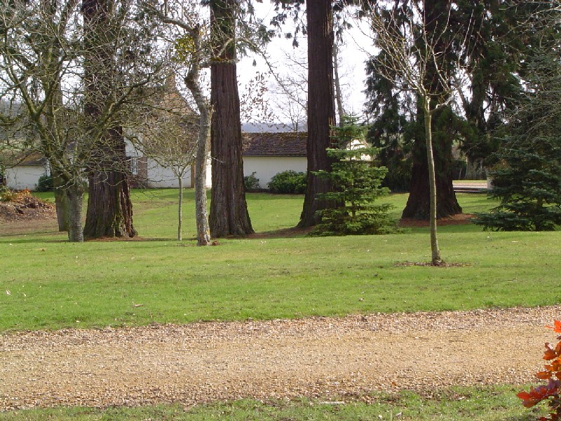4 séquoias géants à Verneuil sur Avre