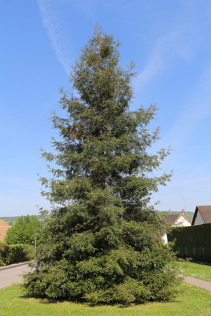 Séquoia sempervirens