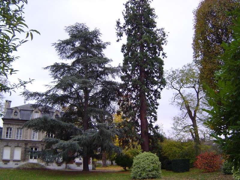 Séquoia géant à Vernon