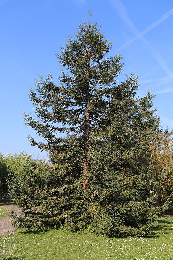 Séquoia sempervirens