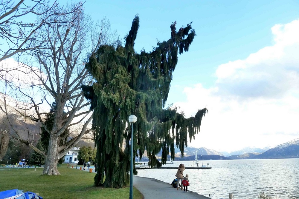 Séquoia pleureur à Annecy