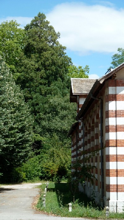 Séquoia géant aux Haras Nationaux