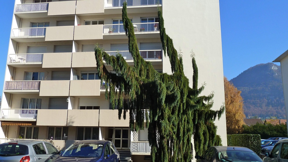 Séquoia pleureur