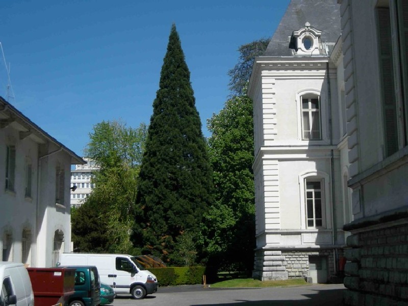 Jeune séquoia géant à Annecy