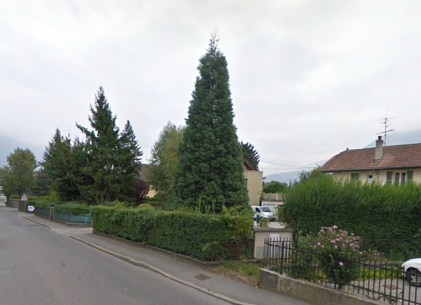 Séquoia géant avenue des Glières