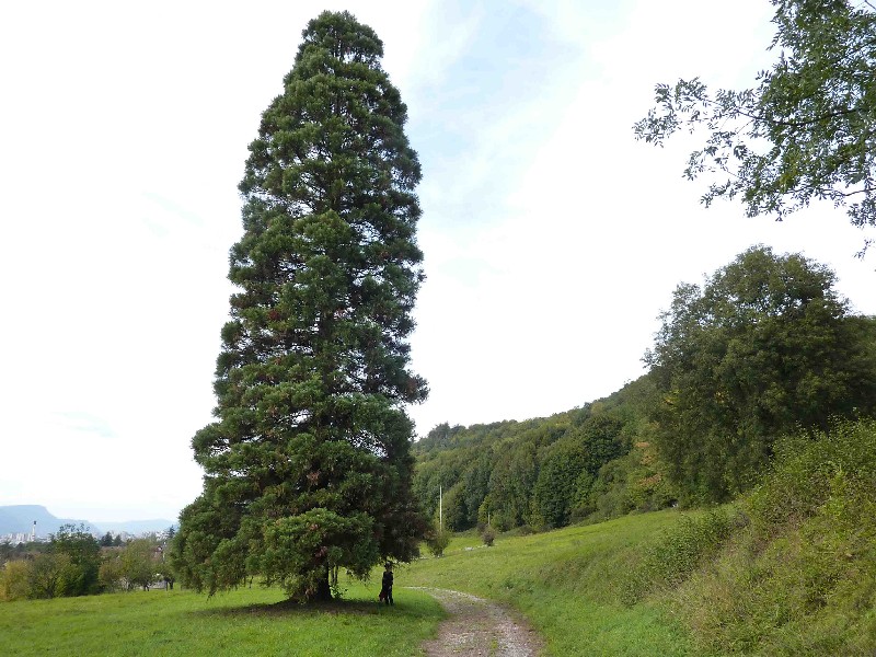 Seqouia géant à Bresson