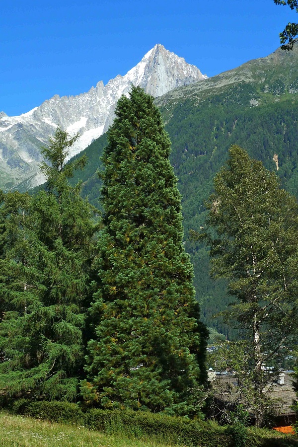 Séquoia géant à Chamonix