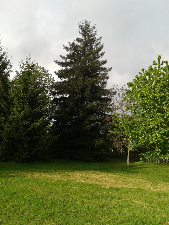 Séquoia sempervirens à La Côte St André