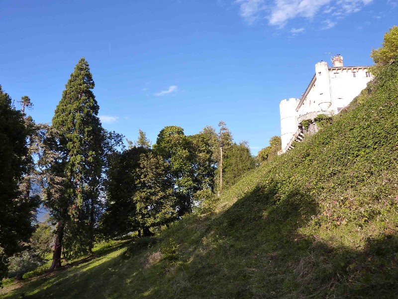 Séquoia géant dans le parc du Château de la Combe