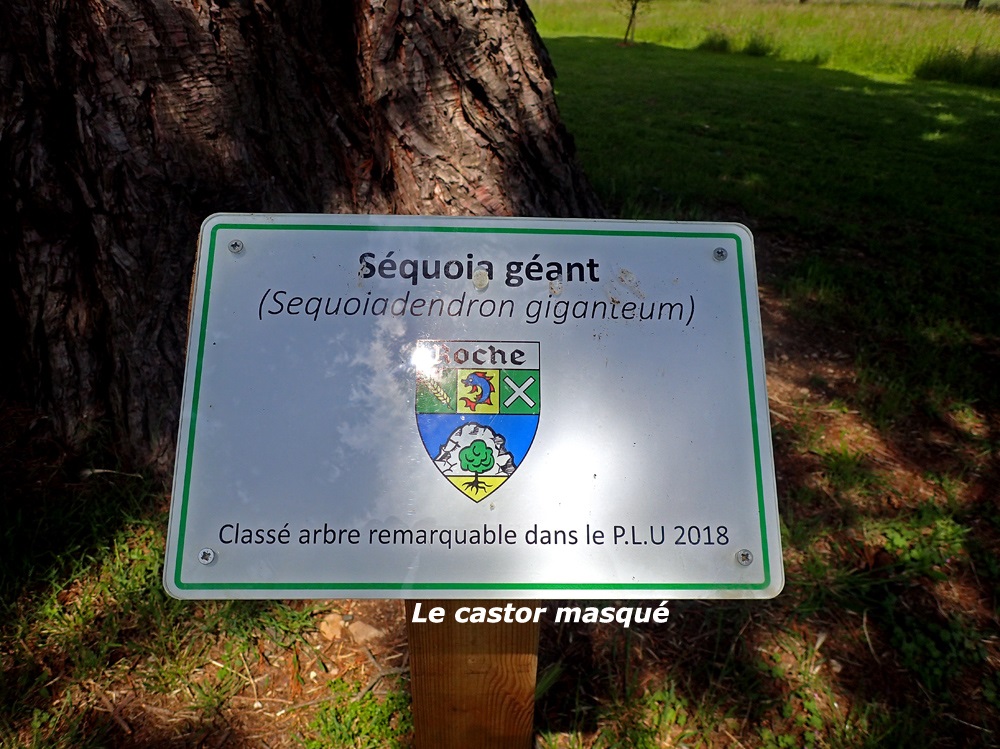 Séquoia géant 