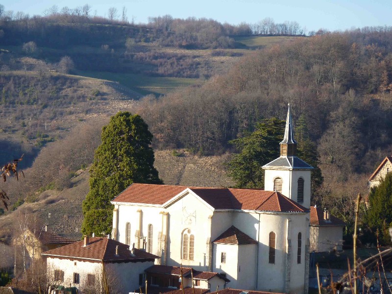 Séquoia géant à coté de l'église de Murinais