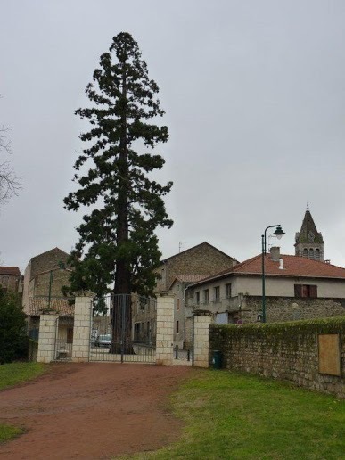 Séquoia géant à Pélussin