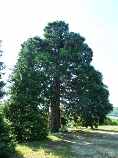 Séquoia géant à Pélussin