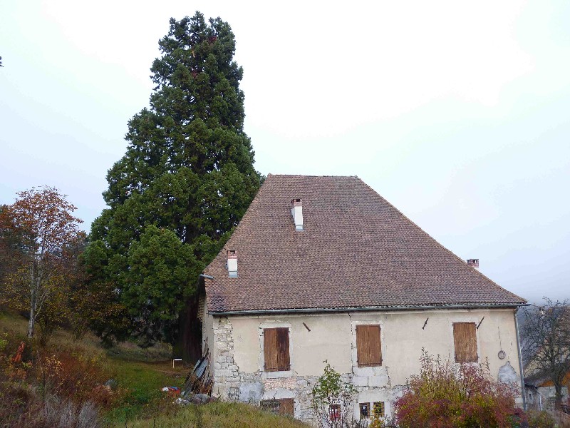 Séquoia géant à coté de la maison