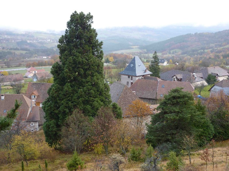 Séquoia géant dans le village