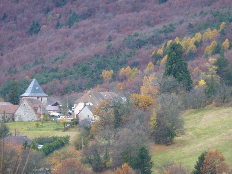 Séquoia géant à Roissard village du Fau