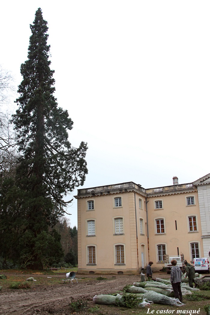 Séquoia géant à Ronno