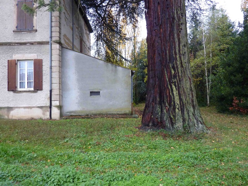 Tronc du séquoia géant 