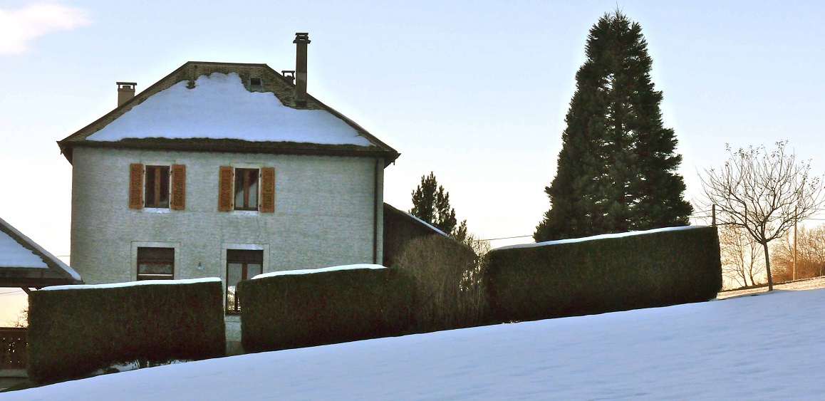 Séquoia géant à St jean de Tholomé