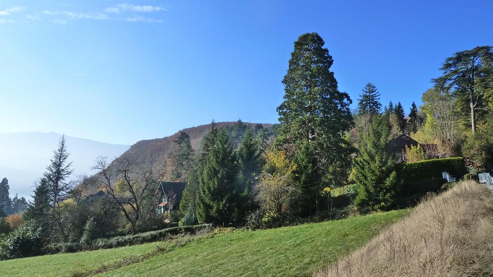 Séquoia géant à Talloires