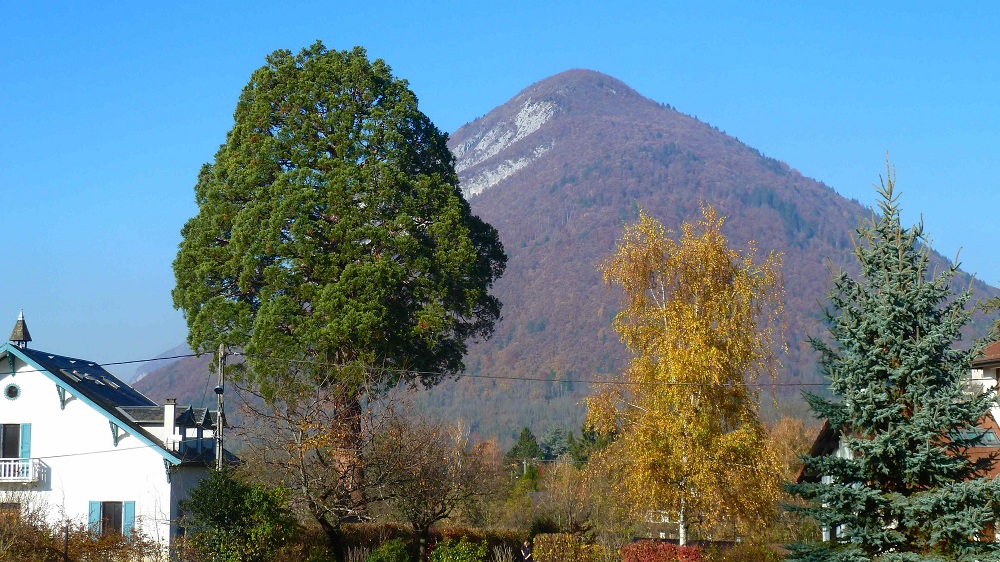 Séquoia géant à Talloires