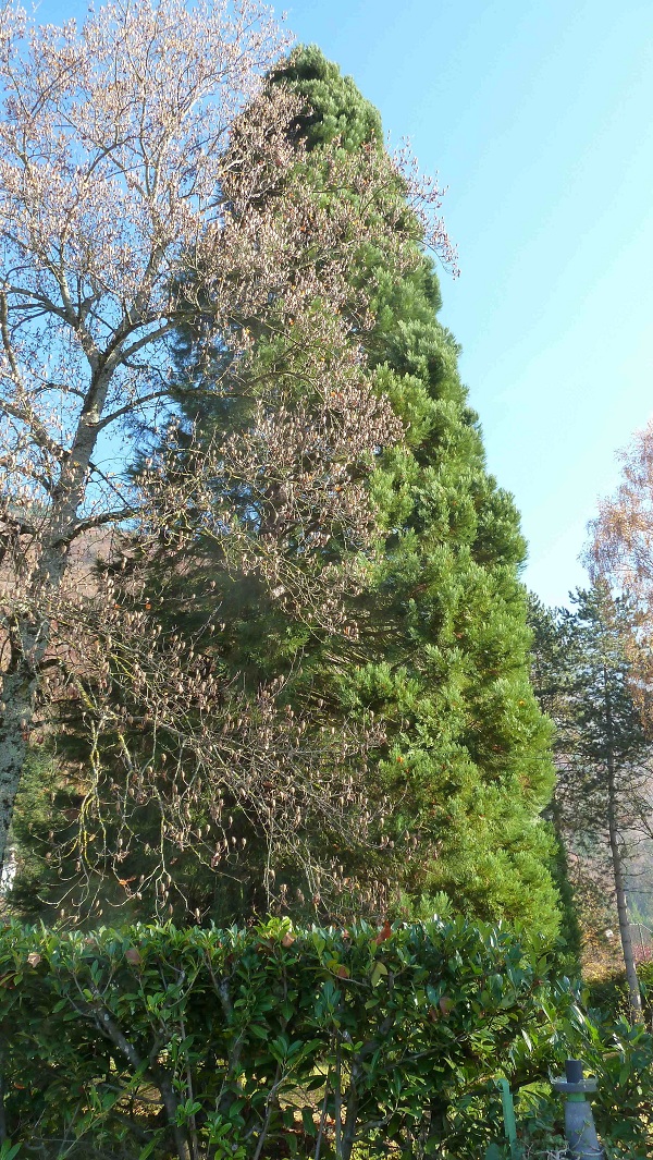 Séquoia géant à Talloires