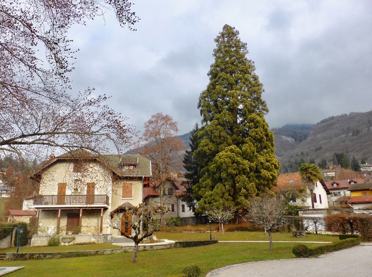 Séquoia géant à Talloires