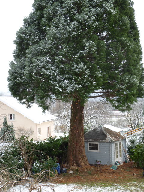 Les branches du bas ont été taillées © Jean Kratzer