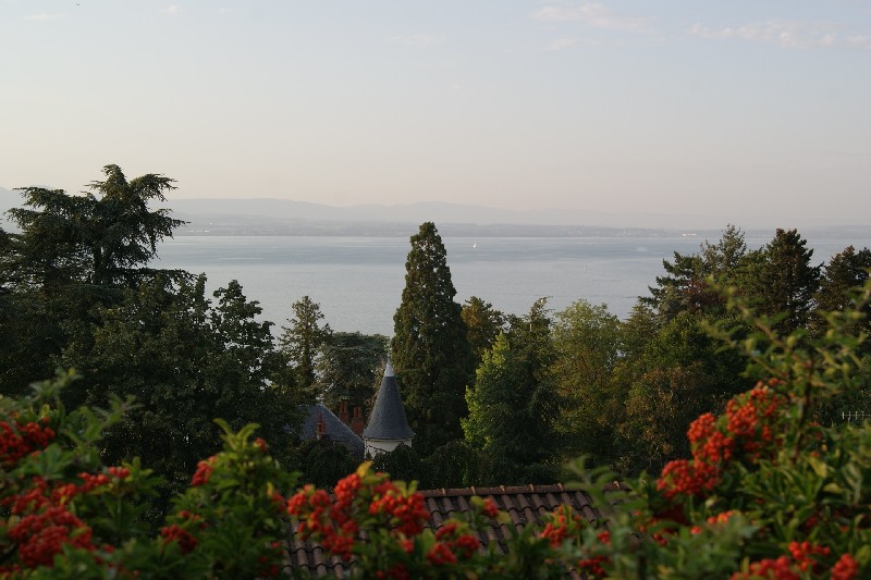 Séquoia géant à Thonon les Bains