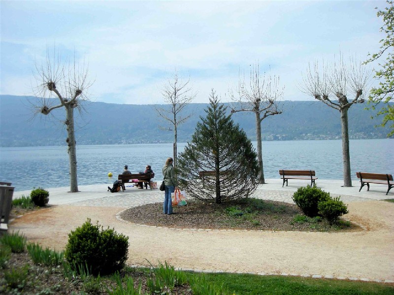 Jeune séquoia géant au bord du lac